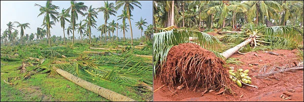 கஜா நிவாரணம்... ஏமாற்றும் அதிகாரிகள்..? - தவிப்பில் விவசாயிகள்!