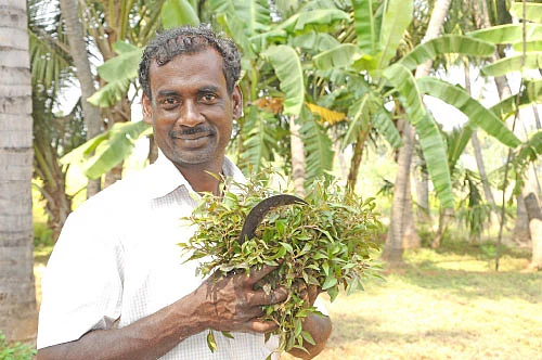 கீரை வாங்கலையோ கீரை!