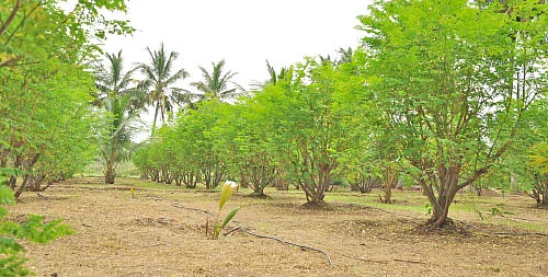 ஒரு ஏக்கர்... ஆண்டுக்கு ரூ.3 லட்சத்து 20 ஆயிரம் வருமானம்...வறட்சியிலும் வருமானம் தரும் நாட்டுமுருங்கை!