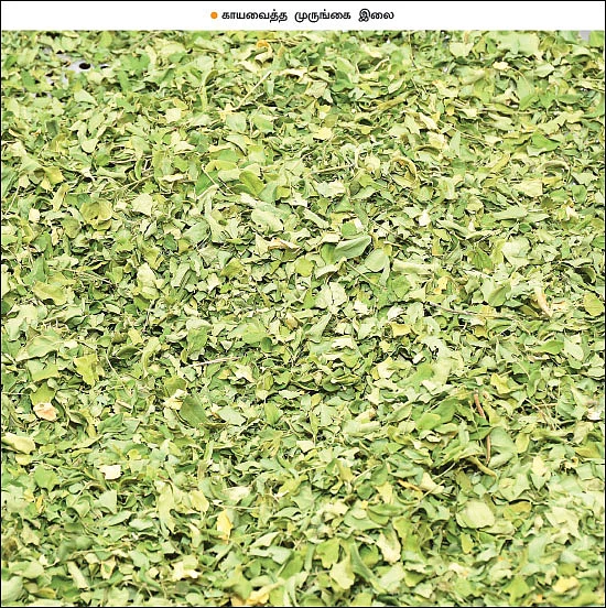 ஏக்கருக்கு ரூ.2,50,000... உலர் முருங்கை இலையில் உன்னத வருமானம்! - பேராசிரியரின் இயற்கைச் சாகுபடி!