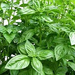 முகப்பரு விரட்டும் திருநீற்றுப் பச்சிலை!