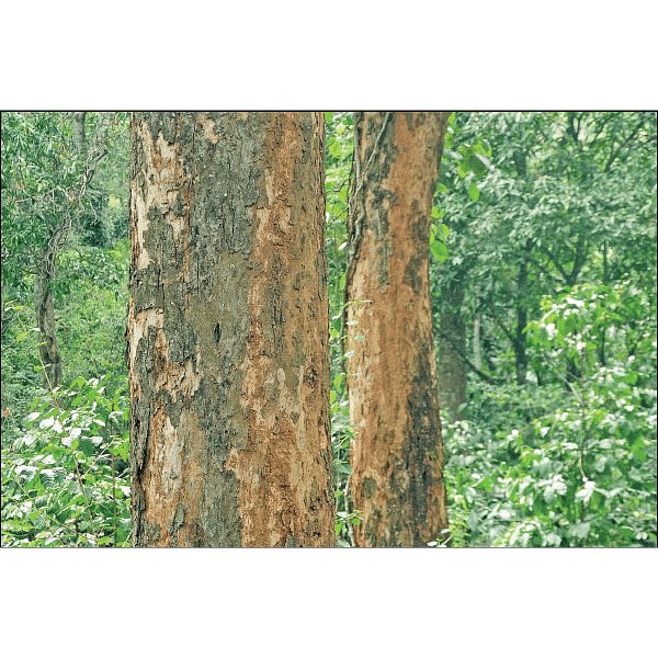 இரும்பு மரம் ‘ஈட்டி’!