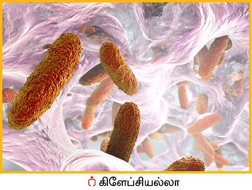 பயன்பாட்டுக்கு வராத ‘பலே’ பாக்டீரியாக்கள்! - உதவிக்கு வரும் உயிரியல் - 13