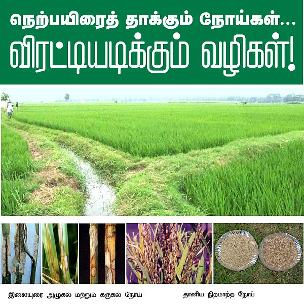 வயல்வெளிப் பள்ளி