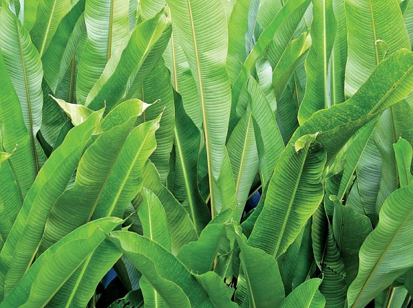 பூ, காய், கனி, தண்டு அத்தனையும் சத்து! வாழை ஸ்பெஷல்
