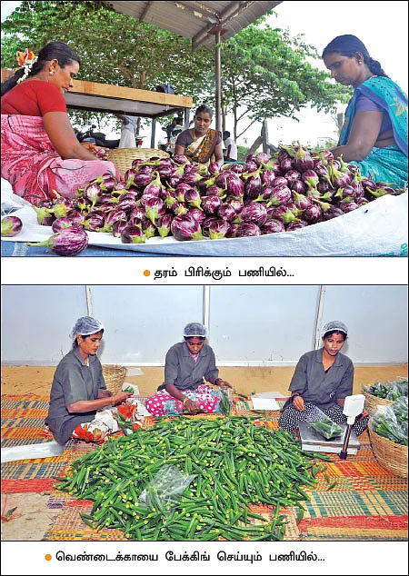 விதை முதல் விளைபொருள் விற்பனை வரை...வழிகாட்டும் ஓசூர் டி.வி.எஸ் நிறுவனம்!