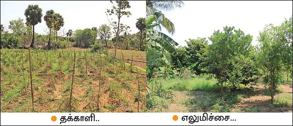 மா... தென்னை... எலுமிச்சை... காய்கறிகள்... ஆண்டுக்கு ரூ. 3,33,000 வருமானம்!
