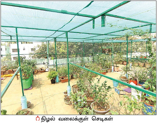 மாடித்தோட்டம்... மனதுக்கு நிம்மதி உடலுக்கு ஆரோக்கியம்!