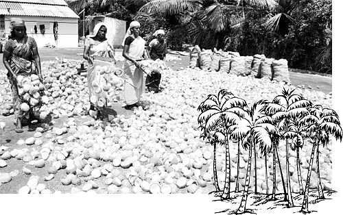 இது தென்னை அரசியல்!