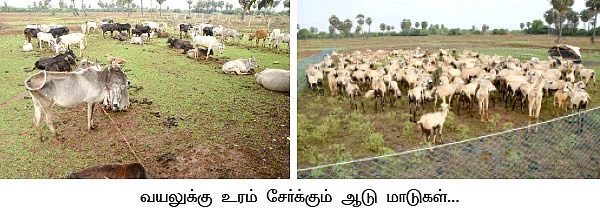 பாறையிலும் பயிர் வளரும்... நிரூபித்துக் காட்டிய விவசாயி...