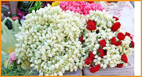 மணம் வீசும் மல்லிகைப் பூ