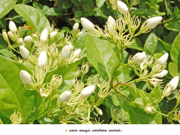 செண்டுமல்லி 77 ஆயிரம் ரூபாய்...குண்டுமல்லி 34 ஆயிரம் ரூபாய்...