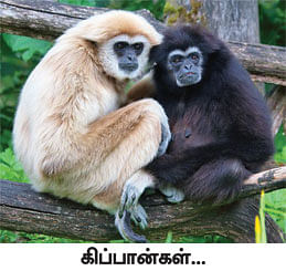 மாயா டீச்சரின் மந்திரக் கம்பளம் !