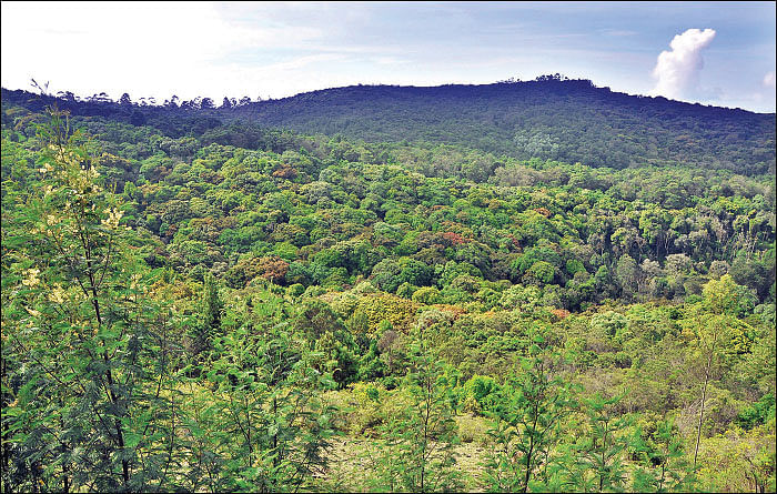 மரம் செய விரும்பு! - 22 - காடுகள் காடுகளாகவே இருக்கட்டும்... மலைகள் மலைகளாகவே இருக்கட்டும்!