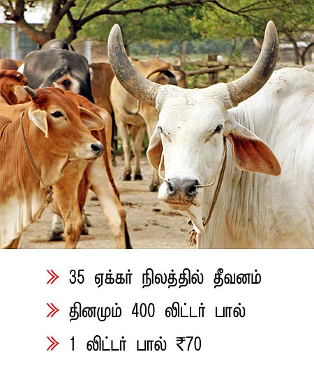 நல்ல லாபம் கொடுக்கும் நாட்டு மாடுகள்...
