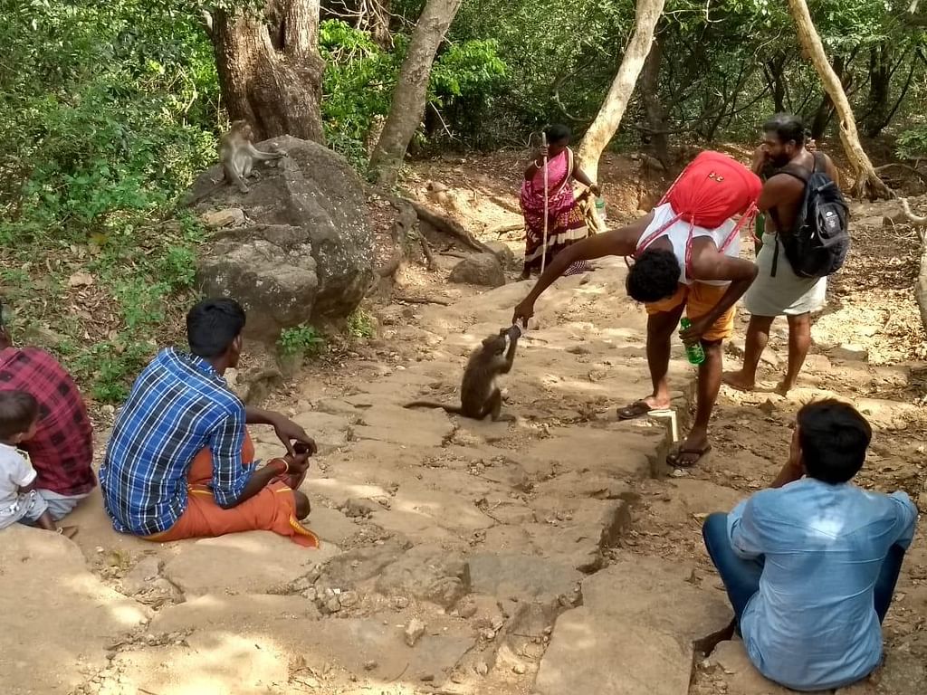 `தொட்டியிலும் இல்ல, ஊற்றிலும் இல்ல!'-தண்ணீருக்காக பக்தர்களை எதிர்நோக்கும் சதுரகிரி குரங்குகள்