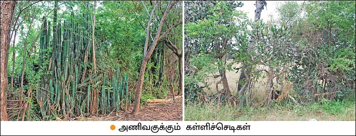 கால்நடைகளுக்குத் தீவனம்... நிலத்துக்கு உரம்... உயிர்ச்சூழலை உருவாக்கும் உயிர்வேலிகள்!