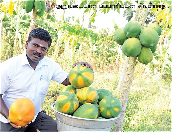 1 ஏக்கர்... ரூ 3 லட்சம் லாபம் - வறட்சியிலும் வருமானம் தரும் பப்பாளி!