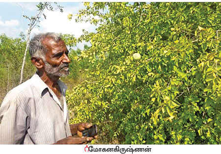 நீங்கள் கேட்டவை: உயிர்வேலிக்கு ஏற்ற சூடான் முள்!