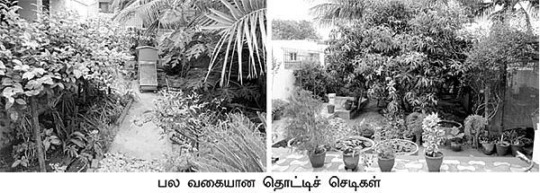 வீட்டுக் கழிவு நீரில் செழிக்கும் செடிகள்!
