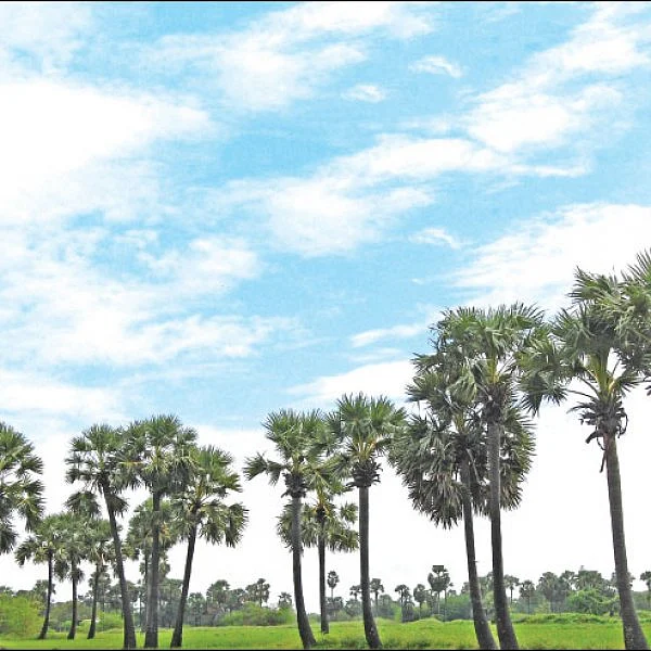 Palm Trees
