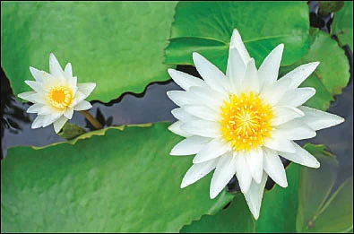 சுக்கிர யோகம் யாருக்கு?