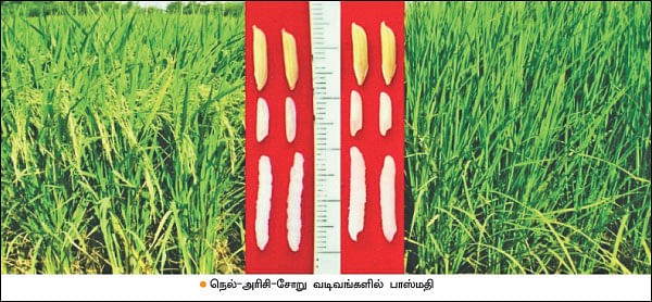 மண்புழு மன்னாரு: பஞ்சாப் புத்தாண்டும் பாஸ்மதி அரிசி வந்த கதையும்!