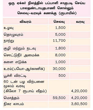 ஒரு ஏக்கரில் 3,50,000 லாபம்... 'ரெட் லேடி’ பப்பாளி..!