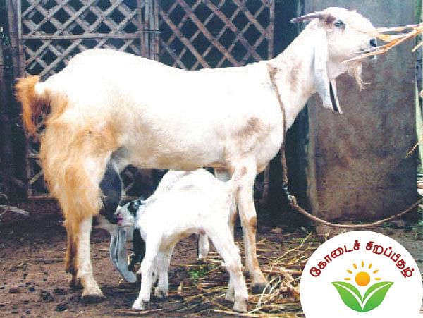 நீங்கள் கேட்டவை : வறண்ட நிலத்துக்கேற்ற உயிர்வேலி எது ? 
