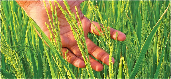பயிர்க் காப்பீட்டு முறைகேடுகள்... சட்டப்படி தடுக்கும் வழிகள்!