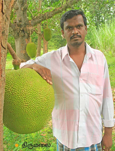 வரப்புப் பயிரிலும் வளமான வருமானம்... ‘பலே பண்ருட்டி பலா!
