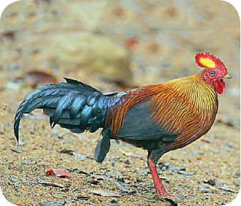 மைடியர் ஜீபா!