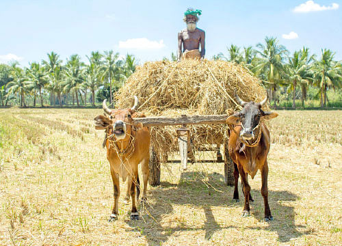 கை கொடுக்கும் கைவரச்சம்பா...