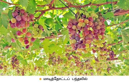 வீட்டுக்குள் விவசாயம் - 17