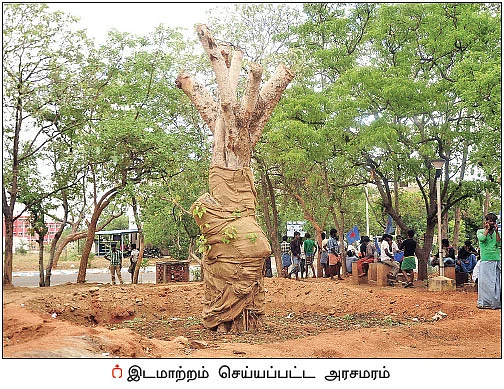 பசுமைப் பணியில் திண்டி மா வனம்!