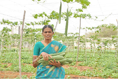 இயற்கைப் பீர்க்கன்...1 ஏக்கர்... 130 நாள்... ரூ1,60,000