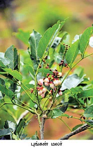 ஏக்கருக்கு 3 லட்சம்...