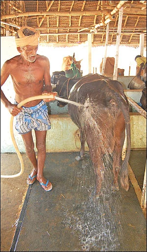சுட்டெரிக்கும் சூரியன்... கறவை மாடுகள் உஷார்!