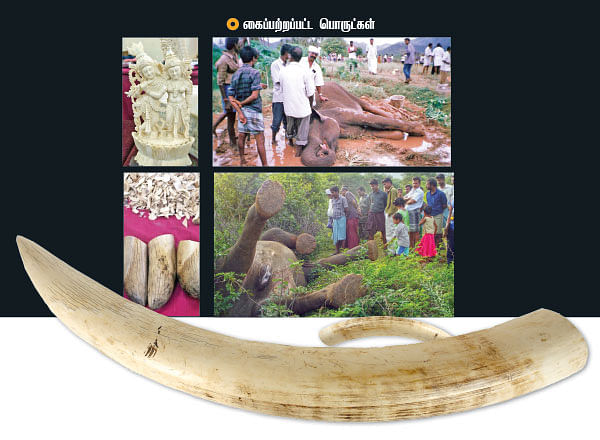 யானைகளைக் காக்கும் பெண் சிங்கம்!