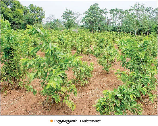 தரமான கன்றுகள்... நியாயமான விலை... விவசாயிகளுக்கு உதவும் மருங்குளம் பழப்பண்ணை!