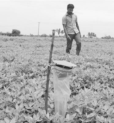 நீங்கள் கேட்டவை : வனராஜா கோழிக்குஞ்சுகள் எங்கு கிடைக்கும்?