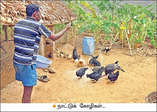 50 சென்ட்... 70,000 ரூபாய்... வாரிக்கொடுக்கும் வாழை...