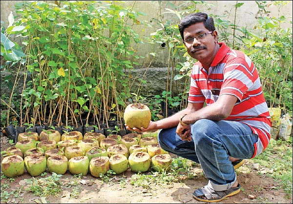 நீங்கள் கேட்டவை: குறைந்த விலையில் மரக்கன்றுகள் எங்கு கிடைக்கும்?