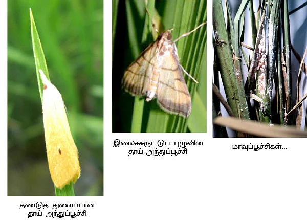 நெற்பயிரில் மிரட்டும் பூச்சிகள்... விரட்டியடிக்க எளிய வழிகள்!