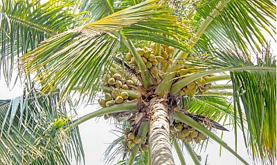 11 ஏக்கர்... ஆண்டுக்கு ரூ 11 லட்சம்!