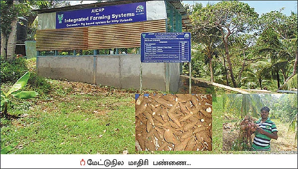 ரூ.3 லட்சம் வருமானம்! - மேட்டுப்பாத்தியில் காய்கறி, அன்னாசி!
