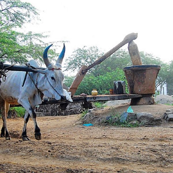 ரீஃபைண்ட் எண்ணெயைவிட செக்கு எண்ணெய் ஏன் பெஸ்ட்?