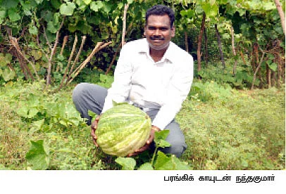 காலி இடங்களிலெல்லாம் காய்கறிகள்..!
