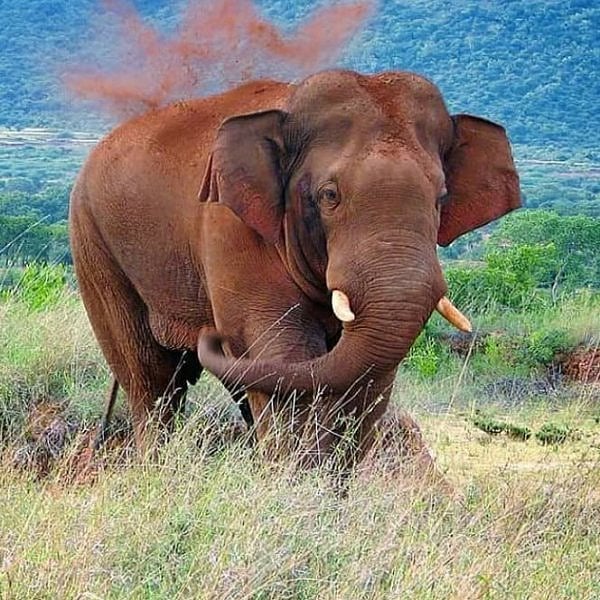 கம்பீரமாக சுற்றிய 
யானை திடீர் மரணம் !
விநாயகனுக்கு  
கர்நாடகாவில் என்ன நடந்தது...?