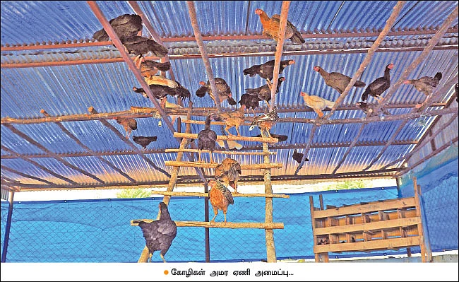 பணம் குவிக்கும் பண்ணைத்தொழில்கள்! - 2 - 380 தாய்க்கோழிகள்... 40 சேவல்கள்... மாதம் ரூ. 2,25,000 - நல்ல லாபம் கொடுக்கும் நாட்டுக்கோழிகள்!